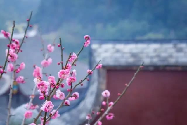 道教的五大经书经典,何为道教五大经?