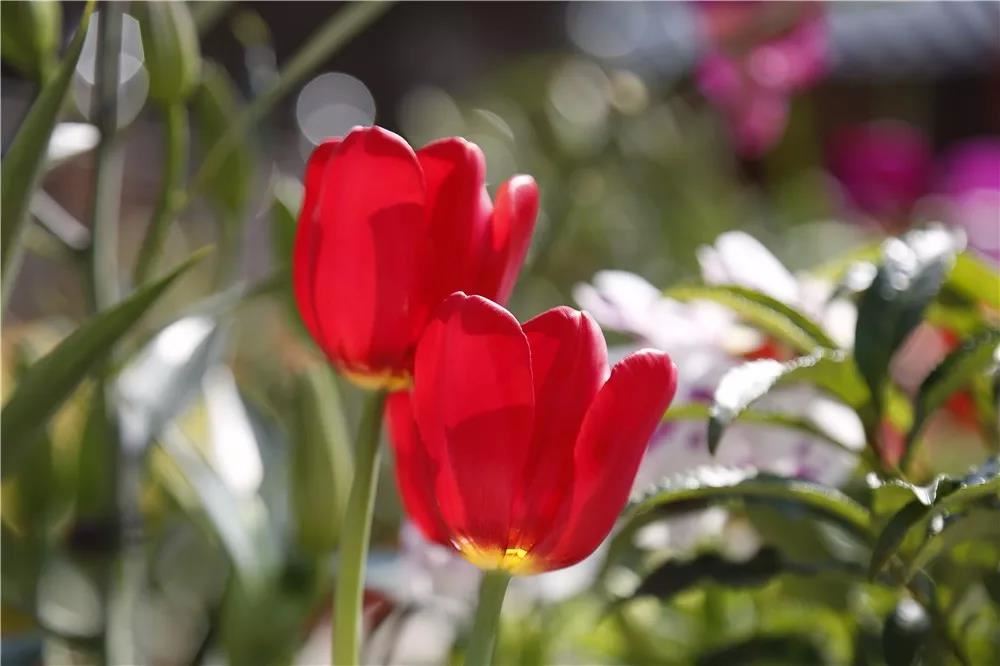 几两几钱算命法，几钱算命法详解译文？