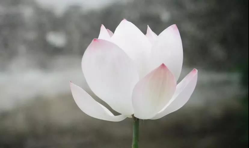 高姓稳重顺口男孩名字兔子