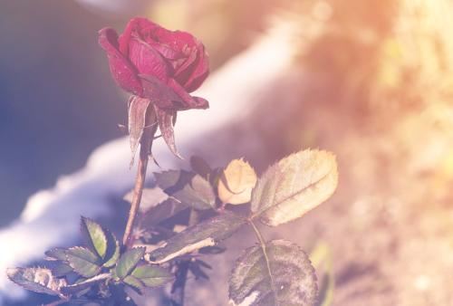 生肖鸡命中有两大贵人