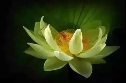 命格宝典：十大最容易出美女的日柱！