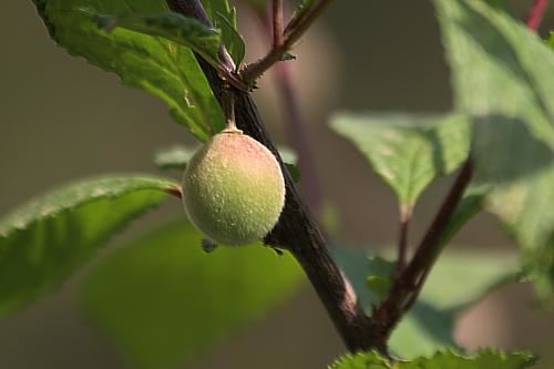 两个字动漫角色名字 两个字的名字霸气高冷男网名