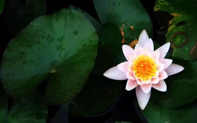 最能够吃定男人的星座女