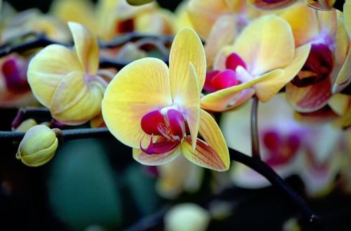 歌曲难忘的初恋情人 歌曲难忘的初恋情人韩宝仪