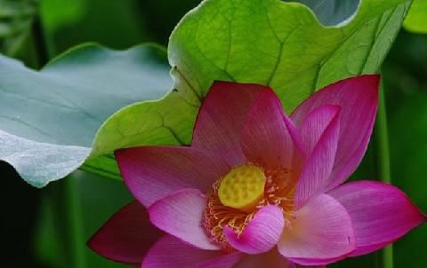 月老姻缘签第22签 月老第20签解签姻缘