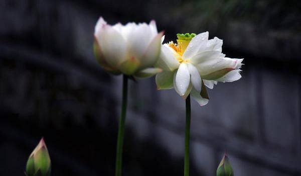 兔年女孩取名宜忌有哪些名字呢 兔年女孩取名忌用字吗怎么取的