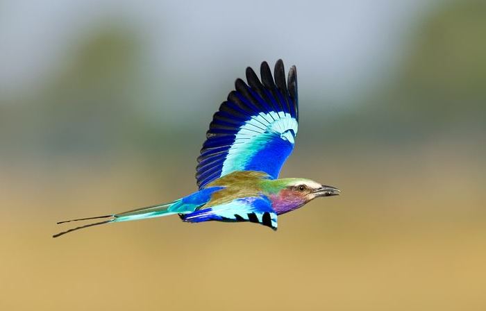 双鱼座的人际关系怎么样？