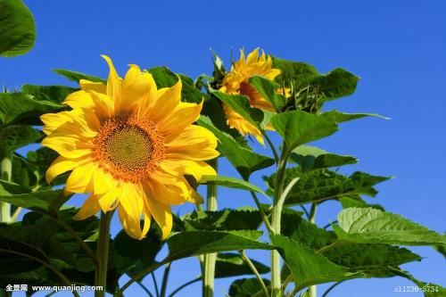 情侣名字配对app 情侣名字配对软件