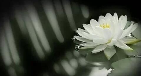 心理咨询师证报考拆迁律师免费咨询电话