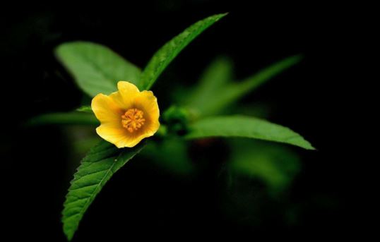 梦见自己流鼻血是什么预兆，梦到自己哗哗的流鼻血？