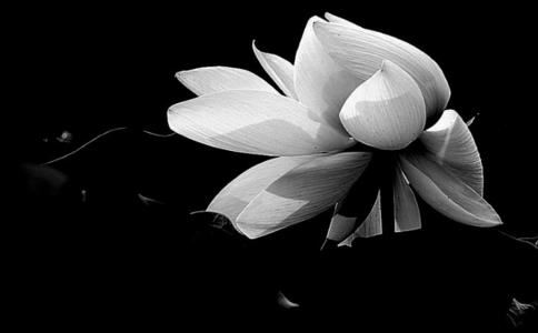 能够在人生舞台释放光芒写下一页辉煌的星座