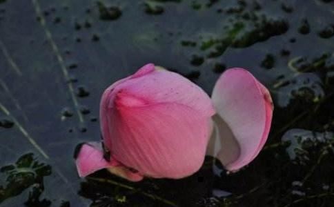 净宗弟子超度亡灵法实施,如何施行准确无误？