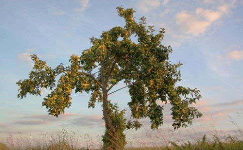 看黄道吉日行事分享指南