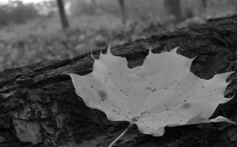 香港八字介绍，八字适用于什么领域
