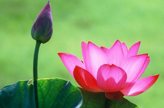 千万不能在家念往生咒 这句话错误 你知道原因吗