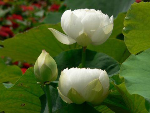 薄婚煞怎么破解，带你详细了解关于犯婚煞