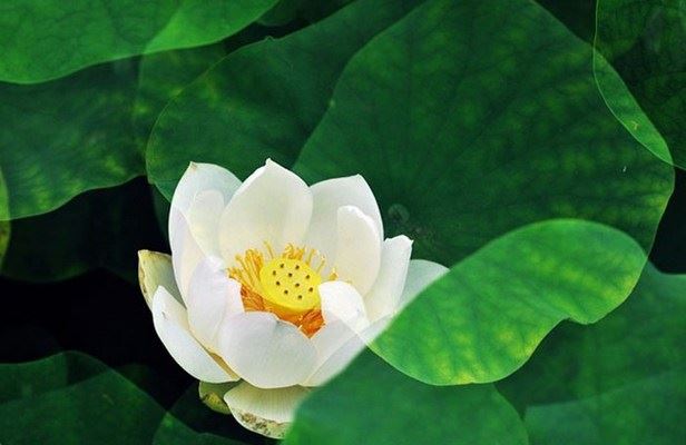 办公室风水座位也有学问 能否升职加薪就看怎么去布局了